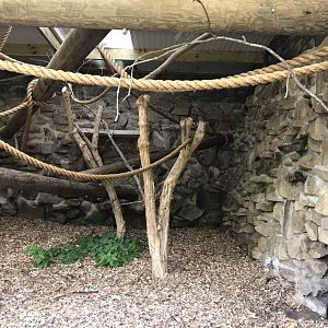 Red titi indoors 230619