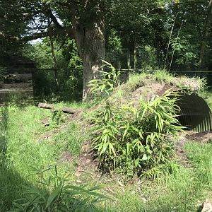 Giant anteater enclosure 230619