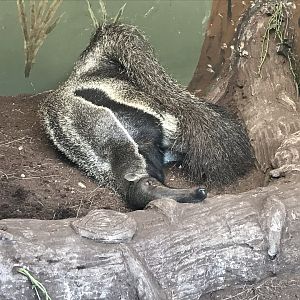 Giant anteater 230619