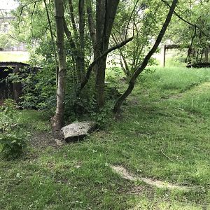 African wild dog enclosure 230619