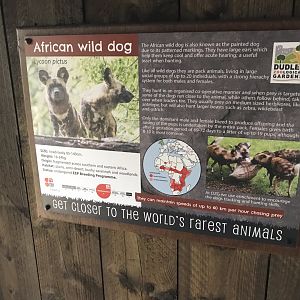 African wild dog signage 230619
