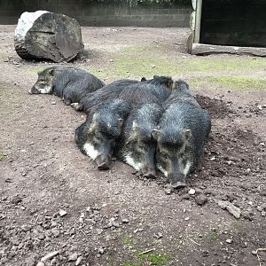 Southern white-lipped peccaries 230619