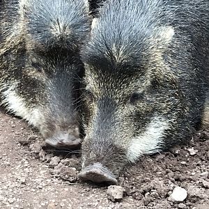 Southern white-lipped peccaries 230619