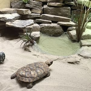 Reptile House - Pancake tortoise 230619