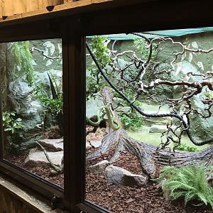 Reptile House- Red-tailed green ratsnake exhibit 230619