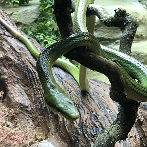 Reptile House - Red-tailed green ratsnake 230619