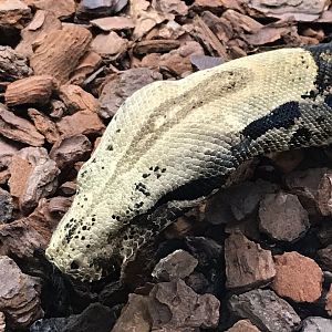 Reptile House - Boa constrictor 230619