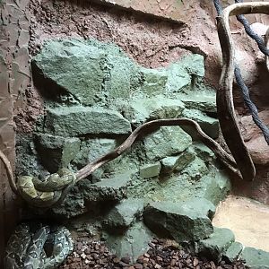 Reptile House - Madagascar tree boa exhibit 230619