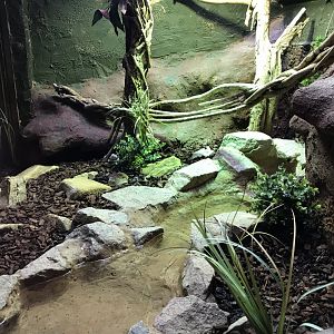 Reptile House - Jamaican boa exhibit 230619