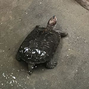Reptile House - Giant Asian pond turtle 230619