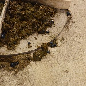 Dung Beetles - Desert House at Nuremberg, 07/09/19