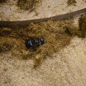 Dung Beetles - Desert House at Nuremberg, 07/09/19
