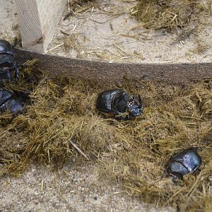 Dung Beetles - Desert House at Nuremberg, 07/09/19