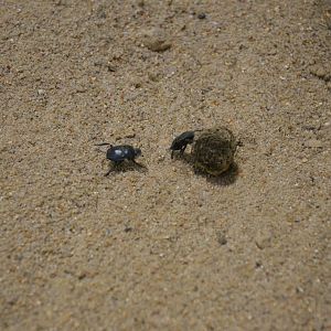 Dung Beetles - Desert House at Nuremberg, 07/09/19