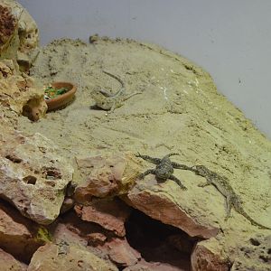 Agamas - Desert House at Nuremberg, 07/09/19