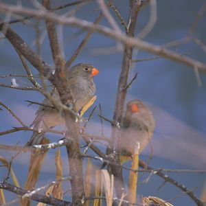 Trumpeter Finches - Desert House at Nuremberg, 07/09/19
