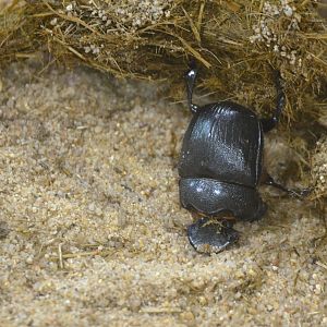 Dung Beetle - Desert House at Nuremberg, 07/09/19
