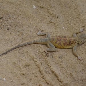 Atlas Agama - Desert House at Nuremberg, 07/09/19