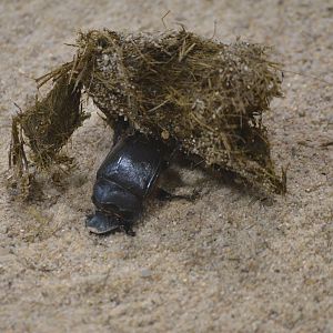 Dung Beetle - Desert House at Nuremberg, 07/09/19