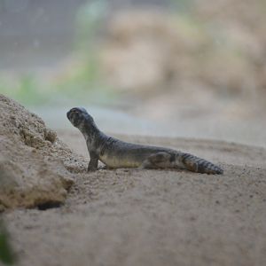 Oman Spiny-tailed Lizard - Desert House at Nuremberg, 07/09/19