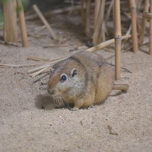 Fat Sand Rat - Desert House at Nuremberg, 08/09/19
