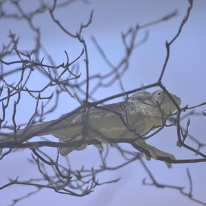 Mediterranean Chamaeleon - Desert House at Nuremberg, 08/09/19