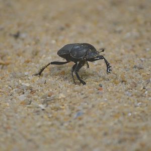 Desert House at Nuremberg, 08/09/19