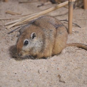 Fat Sand Rat - Desert House at Nuremberg, 08/09/19