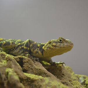 Orange-spotted Agama - Desert House at Nuremberg, 08/09/19
