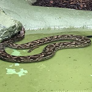 Reptile House - Dumeril’s ground boa 230619