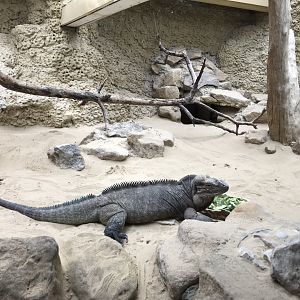 Reptile House - Hispaniolan rhinoceros iguana 230619