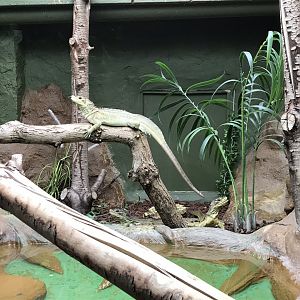 Reptile House - Philippine sailfin lizard 230619