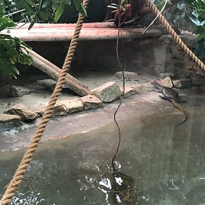 Reptile House - Nile monitor exhibit 230619