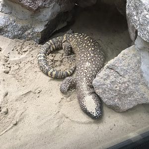 Reptile House - Beaded lizard 230619