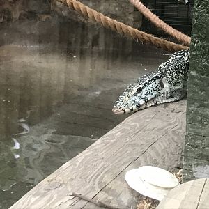 Reptile House - Nile monitor 230619