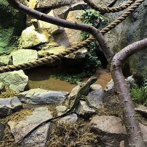 Reptile House - Chinese water dragon 230619