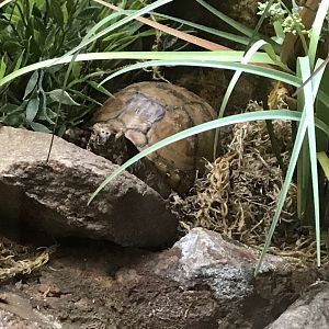 Reptile House - Florida box turtle 230619