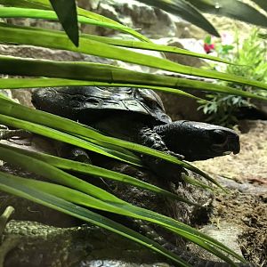 Reptile House - Coahuilan box turtle 230619