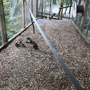 Top section of Yellow-breasted capuchin enclosure 230619