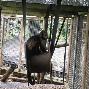 Yellow-breasted capuchin 230619