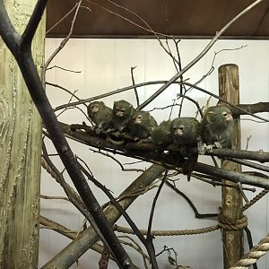 Eastern pygmy marmosets 230619