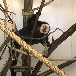 White-faced saki 230619