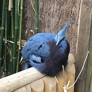Lorikeet Lookout - Victoria crowned-pigeon 230619