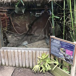 Lorikeet Lookout - White-throated monitor exhibit 230619
