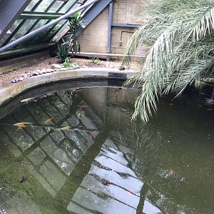 Lorikeet Lookout - Meller’s Duck exhibit 230619