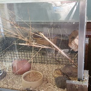 Harvest mouse enclosure