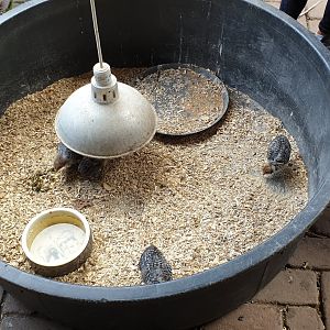 Fowl raising bowl