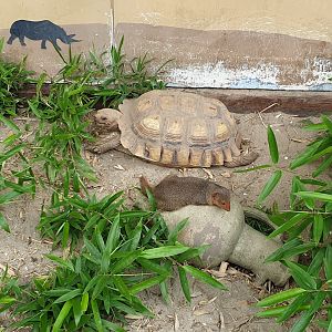 African spurred tortoise and Dwarf mongoose