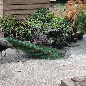 Free-ranging Peacocks