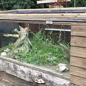 Enclosure European tortoises